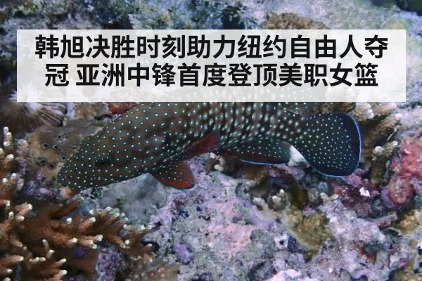 韩旭决胜时刻助力纽约自由人夺冠 亚洲中锋首度登顶美职女篮